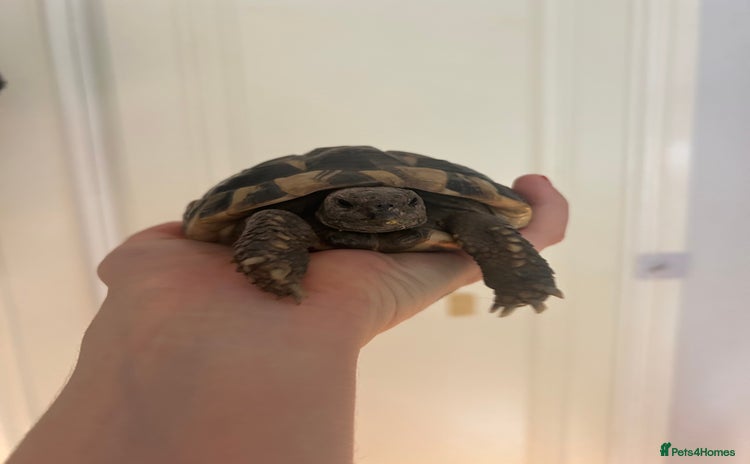 Hermann Tortoise reptiles - Advert 1