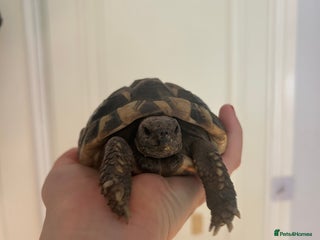 Hermann Tortoise reptiles - Advert 13