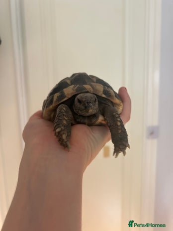 Hermann Tortoise reptiles - Advert 9