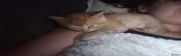 Domestic Shorthair cats for sale: Ginger baby kittens in Stoke-on-Trent - Advert 8