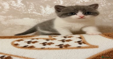 British Shorthair cats British short hair+Ragdoll  - Advert 2