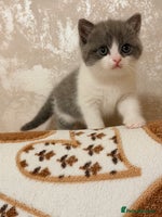 British Shorthair cats British short hair+Ragdoll - Advert 2