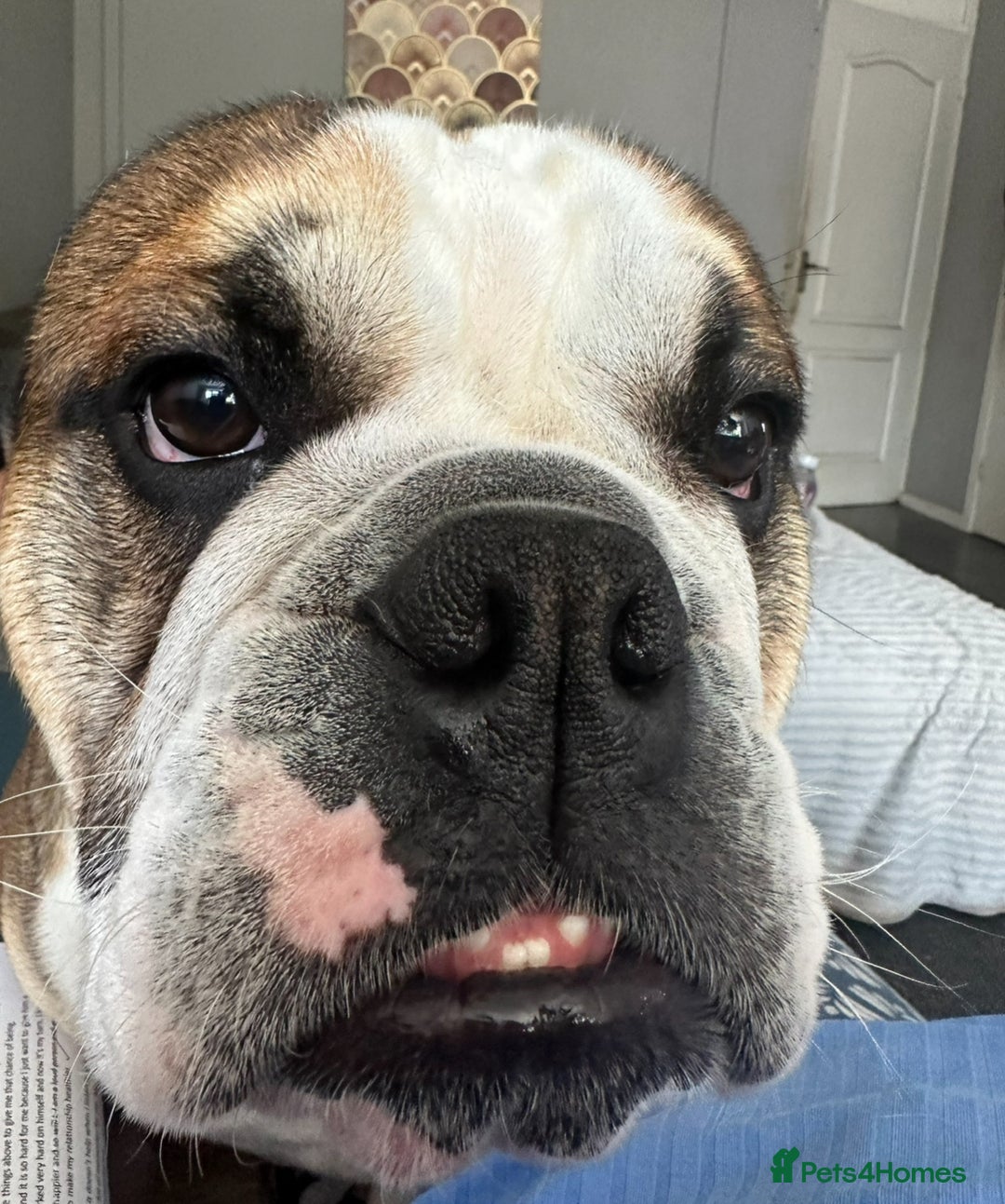 English Bulldog dogs for stud: English Bulldog Stud - Image 5