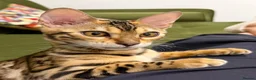 Bengal cats for sale: Bengal cat (still a kitten)  in Greenford - Advert 6