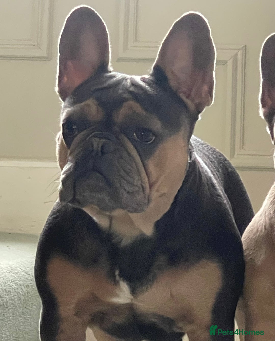French Bulldog dogs for sale: Kallie  - Advert 8