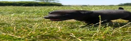 Mixed Breed dogs for sale: Lovely working collie/kelpie puppies in Buckingham - Advert 5
