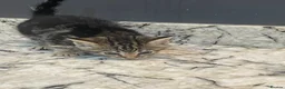 Mixed Breed cats for sale: 3 Gorgous Kittens! - Advert 4
