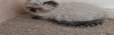 Persian 3