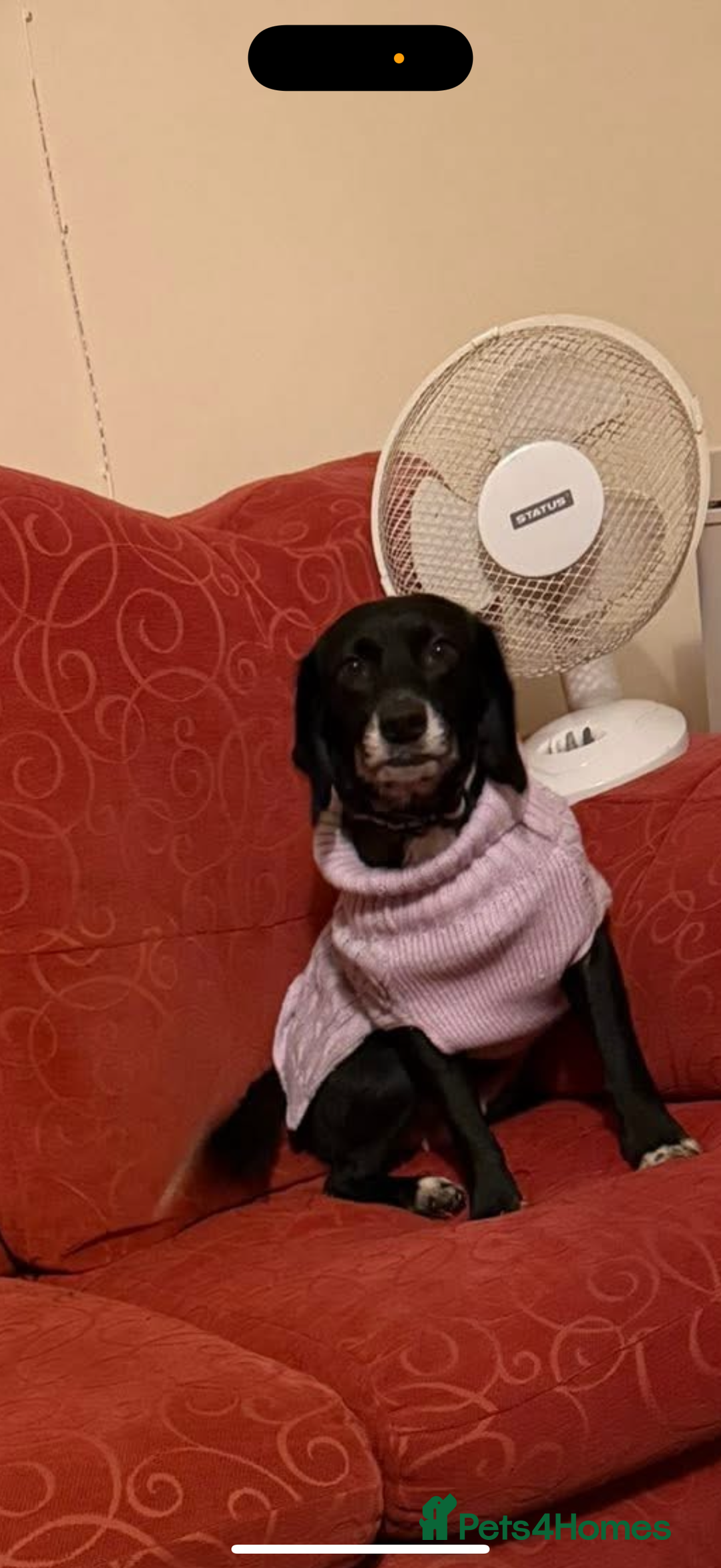 Mixed Breed dogs for sale: Patter ** paniel  - Advert 1