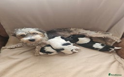 Biewer Terrier dogs for sale: biewer pups - Image 5