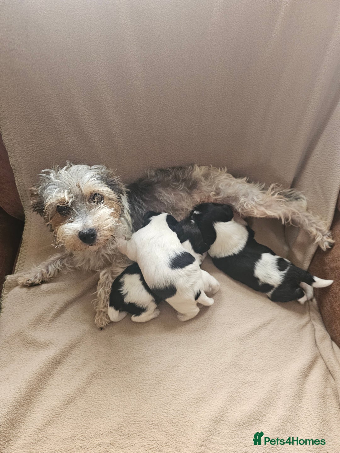 Biewer Terrier dogs for sale: biewer pups - Image 5