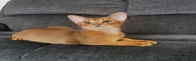 Abyssinian Kitten 1