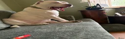 Mixed Breed dogs for sale: Bully mix for rehoming in Newton Aycliffe - Advert 5