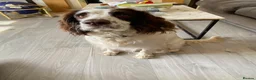 English Springer Spaniel dogs for sale: English springer spaniel puppies for sale in Derby - Advert 3