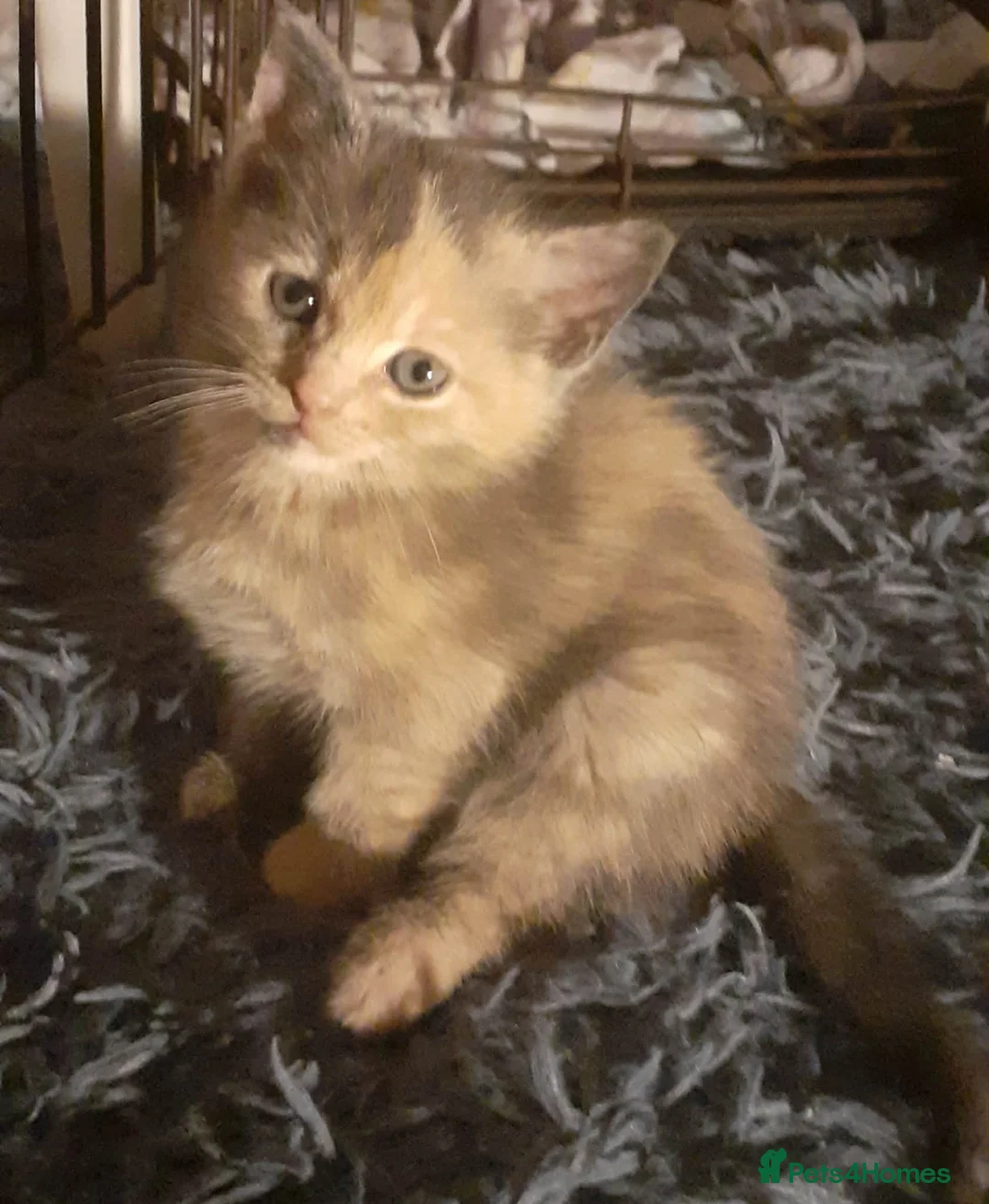 Mixed Breed cats for sale: Kittens  in Huddersfield - Advert 1