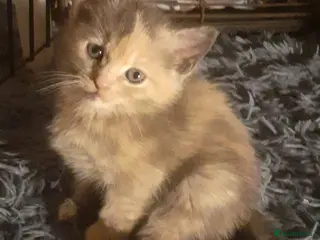 Mixed Breed cats Kittens - Advert 1