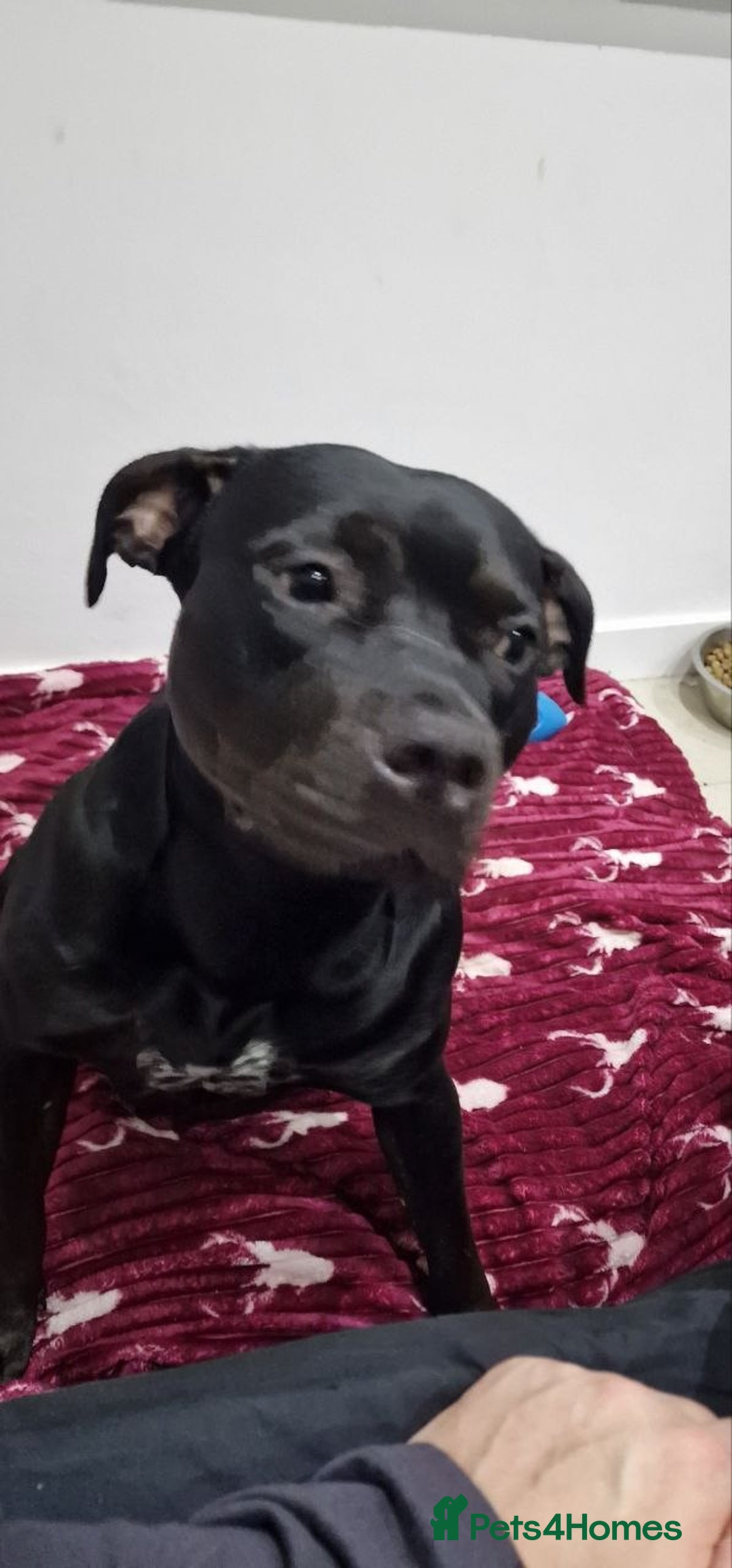 American Bulldog dogs for sale: Two loving dogs available due to medical issues - Advert 10