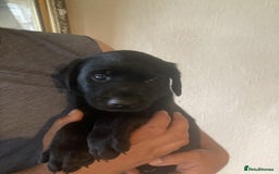 Labrador Retriever dogs for sale: Beautiful Black/yellow/foxred puppies! - Image 4