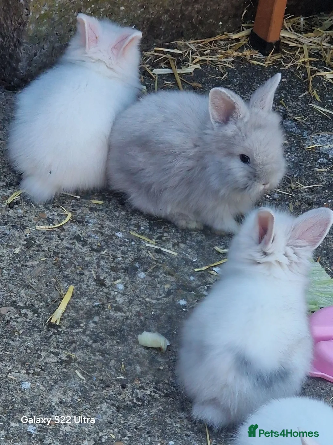 Lionhead rabbits for sale: Rabbits  - Advert 5