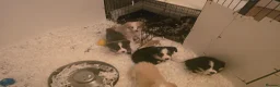 Border Collie dogs for sale: STUNNING HEALTH TESTED BORDER COLLIES in Huddersfield - Advert 2