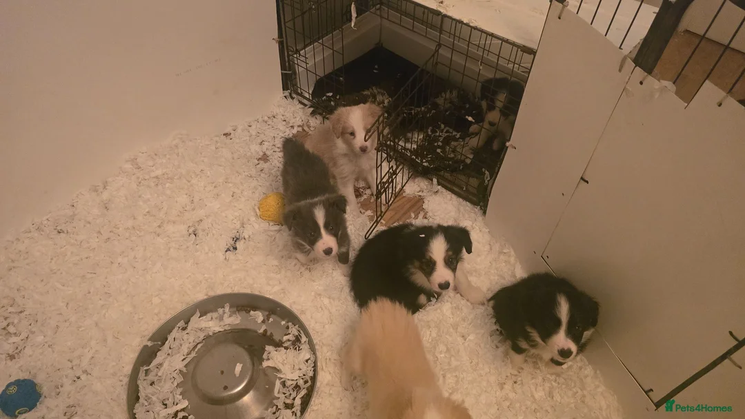 Border Collie dogs for sale: STUNNING HEALTH TESTED BORDER COLLIES in Huddersfield - Advert 2