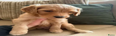 Bordoodle Puppy 6