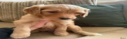 Bordoodle dogs for sale: ADORABLE F1B  BORDOODLE PUPPIES AVAILABLE NOW!! - Advert 11