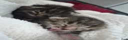 Mixed Breed cats for sale: Stunning tabby kittens  - Advert 2