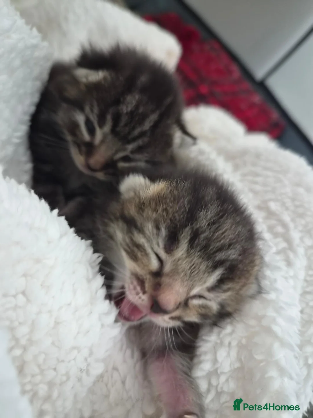 Mixed Breed cats for sale: Stunning tabby kittens  - Advert 2