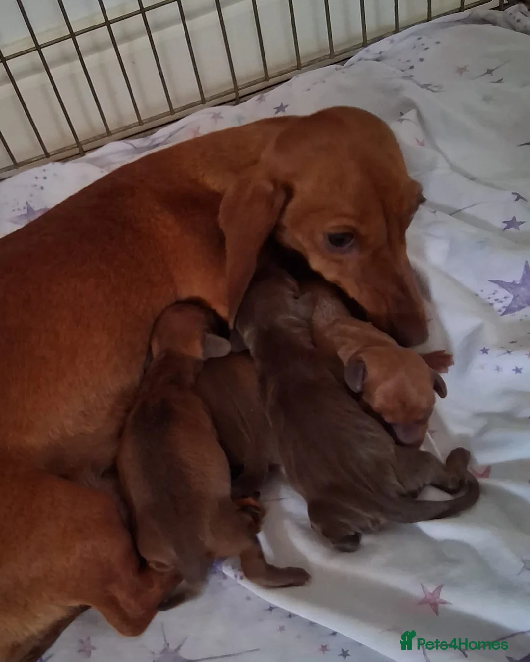 Miniature Dachshund dogs for sale: Miniature dachshund puppies  in Louth - Advert 1