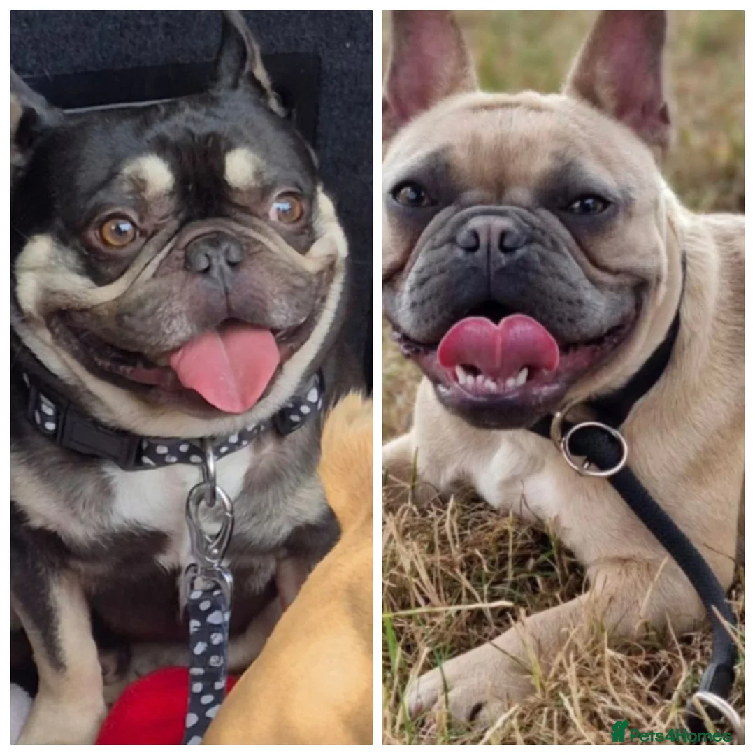 French Bulldog dogs for sale: Gorgeous frenchie pups - Advert 1