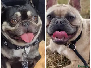 French Bulldog dogs Gorgeous frenchie pups - Advert 2