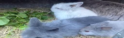 Lionhead rabbits for sale: Double mane lion lead bunny’s for sale  - Advert 23