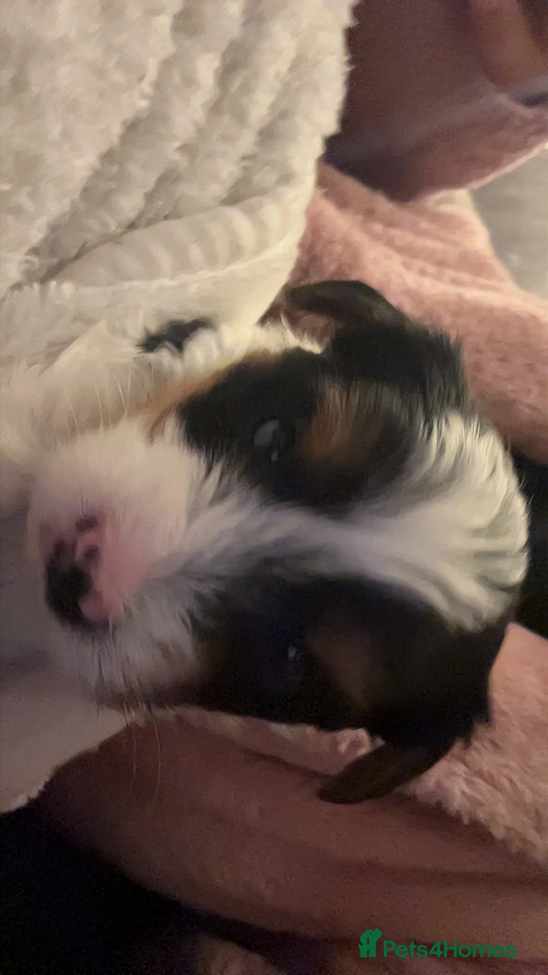 Yorkshire Terrier dogs for sale: 3 beautiful Yorkshire miniature terrier pups - Advert 2