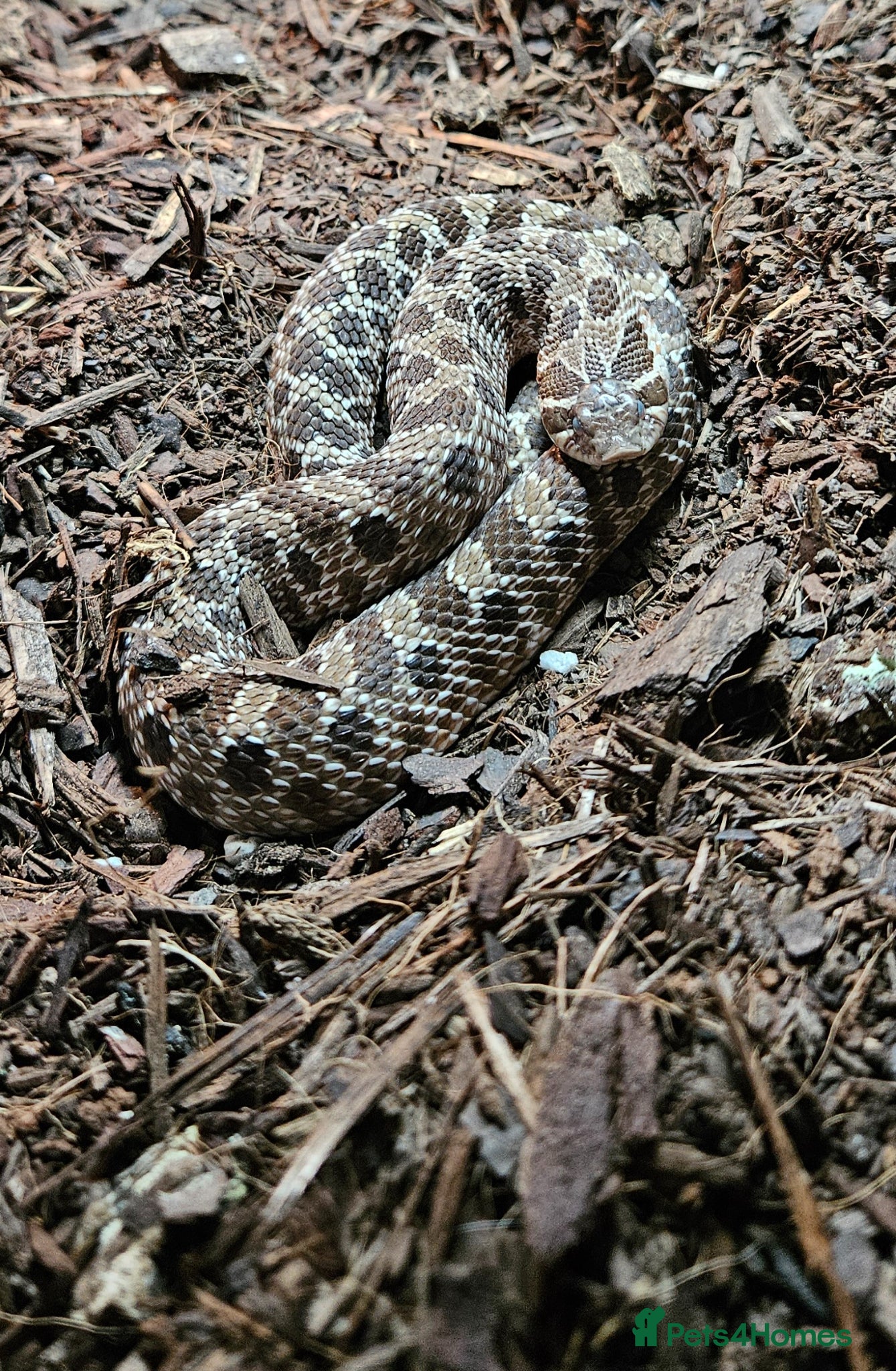 Snake reptiles for sale: Western Hognose snake and full setup - Advert 1