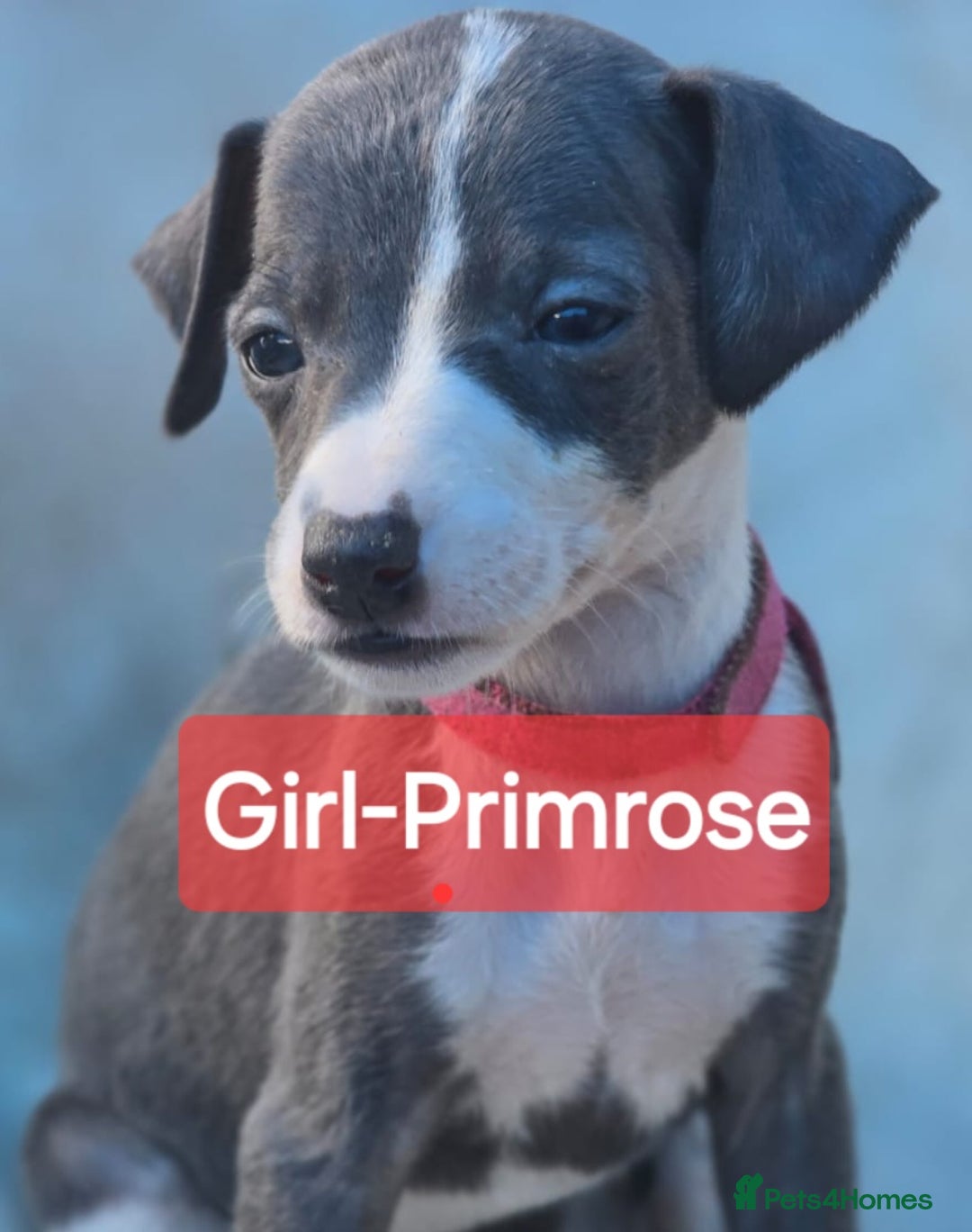 Mixed Breed dogs for sale: Italian Greyhound x Whippet puppies - Image 7