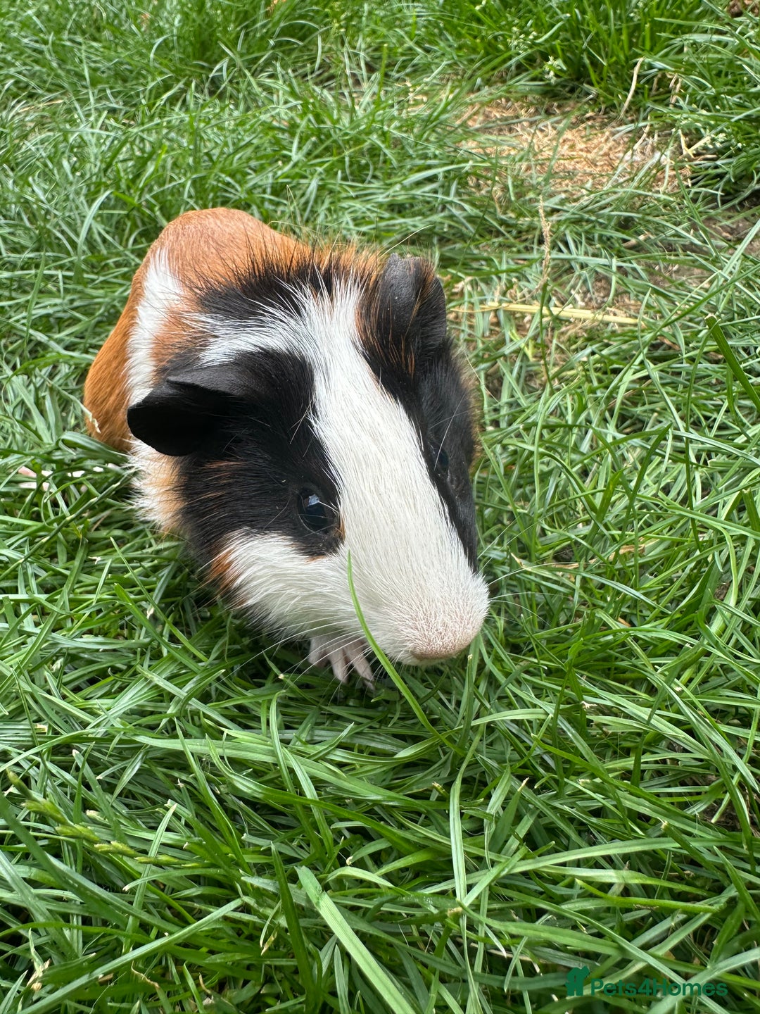 Guinea Pig rodents for sale: Female and male guinea pigs  - Image 10
