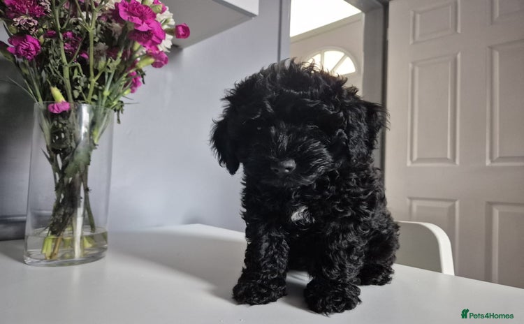 Maltipoo dogs in Derby - Advert 3