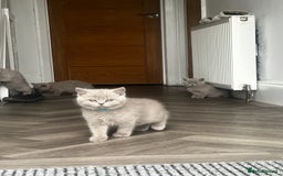 British Shorthair cats for sale: Beautiful Lilac British short haired kittens  in Glasgow - Image 37