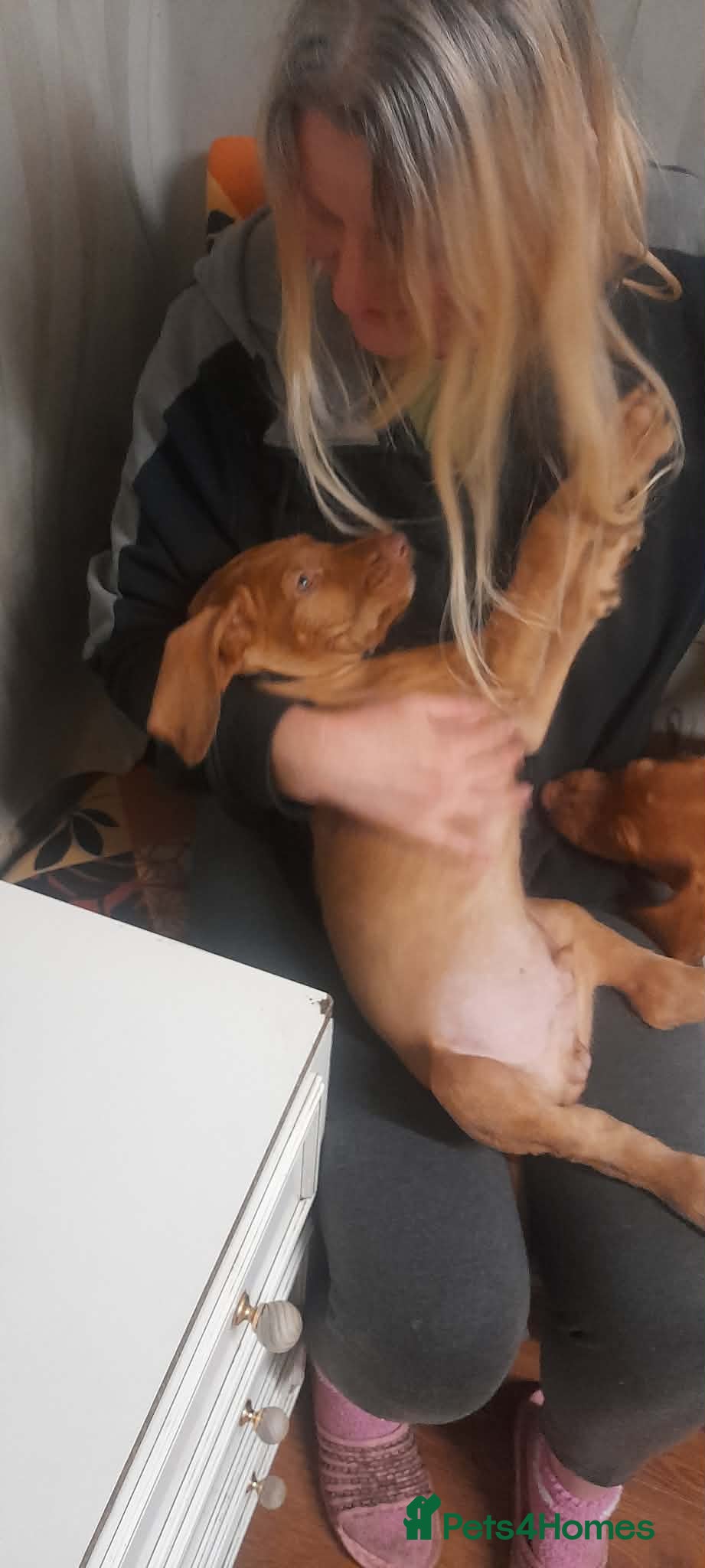 Hungarian Vizsla dogs Extra Ordinary Beautiful Hungarian Vizsla - Advert 5