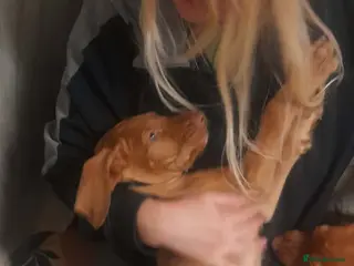 Hungarian Vizsla dogs Extra Ordinary Beautiful Hungarian Vizsla - Advert 5