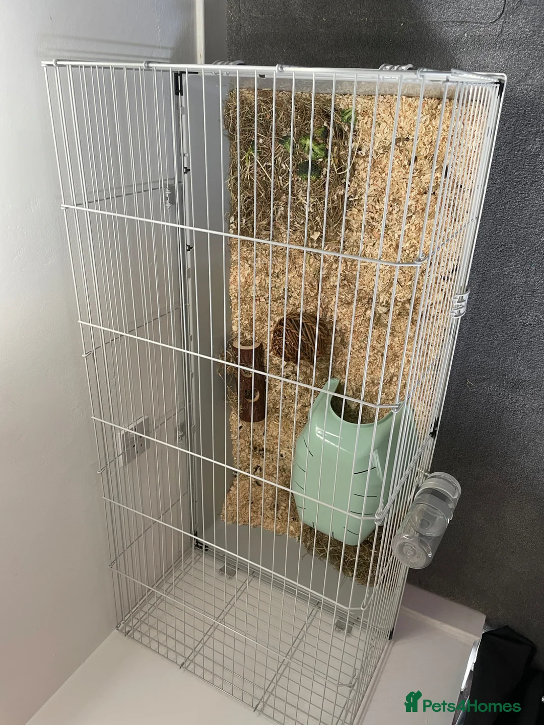 Guinea Pig rodents for sale: Boar single guinea pig  in Colchester - Advert 5