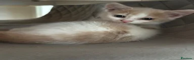 British Shorthair 5