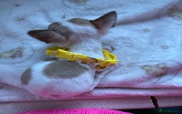 Mixed Breed dogs for sale: Jack chi puppies - Image 3
