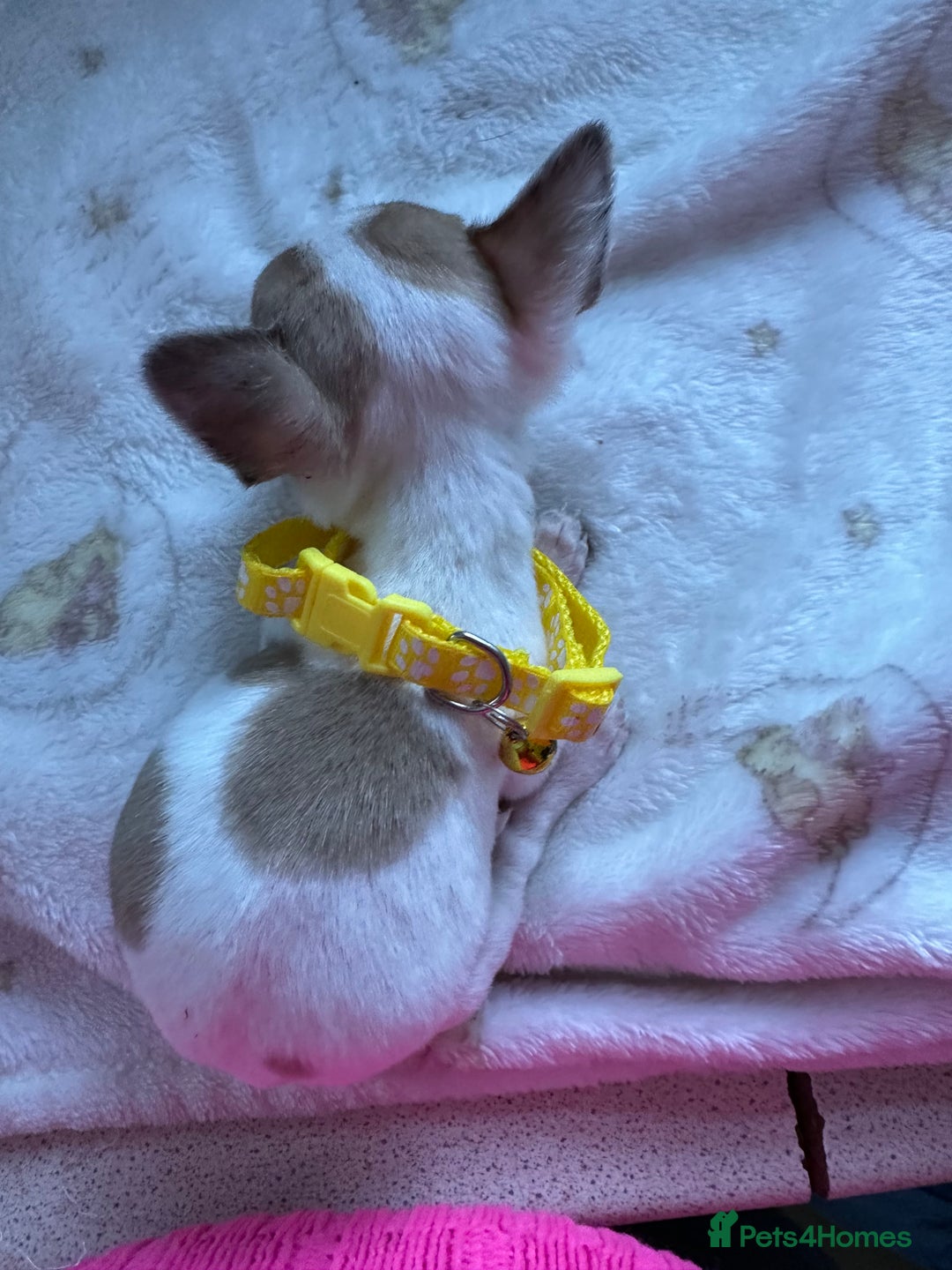 Mixed Breed dogs for sale: Jack chi puppies - Image 3