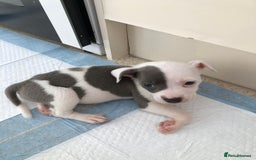 Staffordshire Bull Terrier dogs for sale: Black/ white/ grey staffies - Image 22