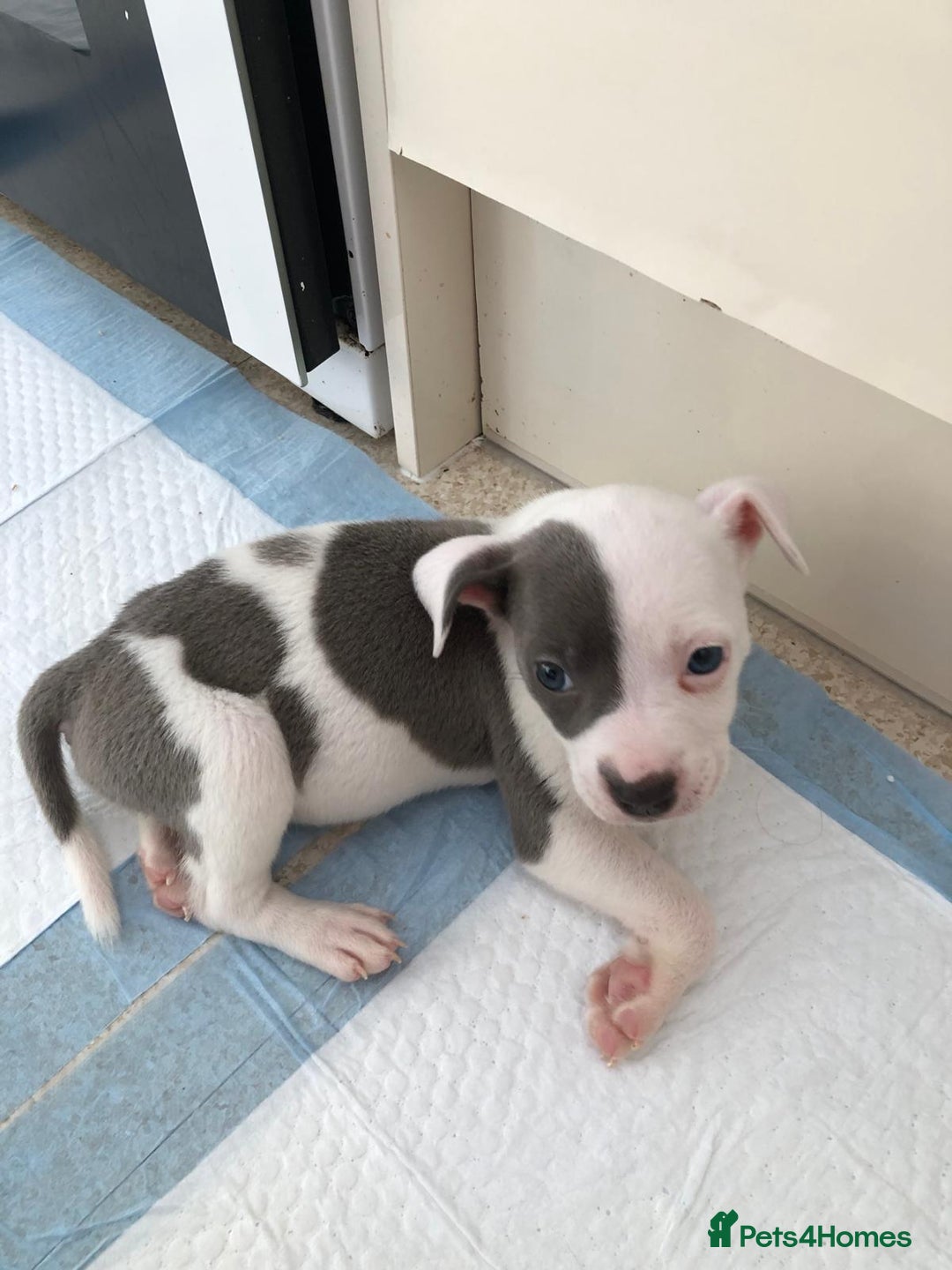 Staffordshire Bull Terrier dogs for sale: Black/ white/ grey staffies - Image 22
