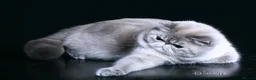 Exotic cats for stud: CFA Champion Imported Exotic Shorthair Stud - Advert 2