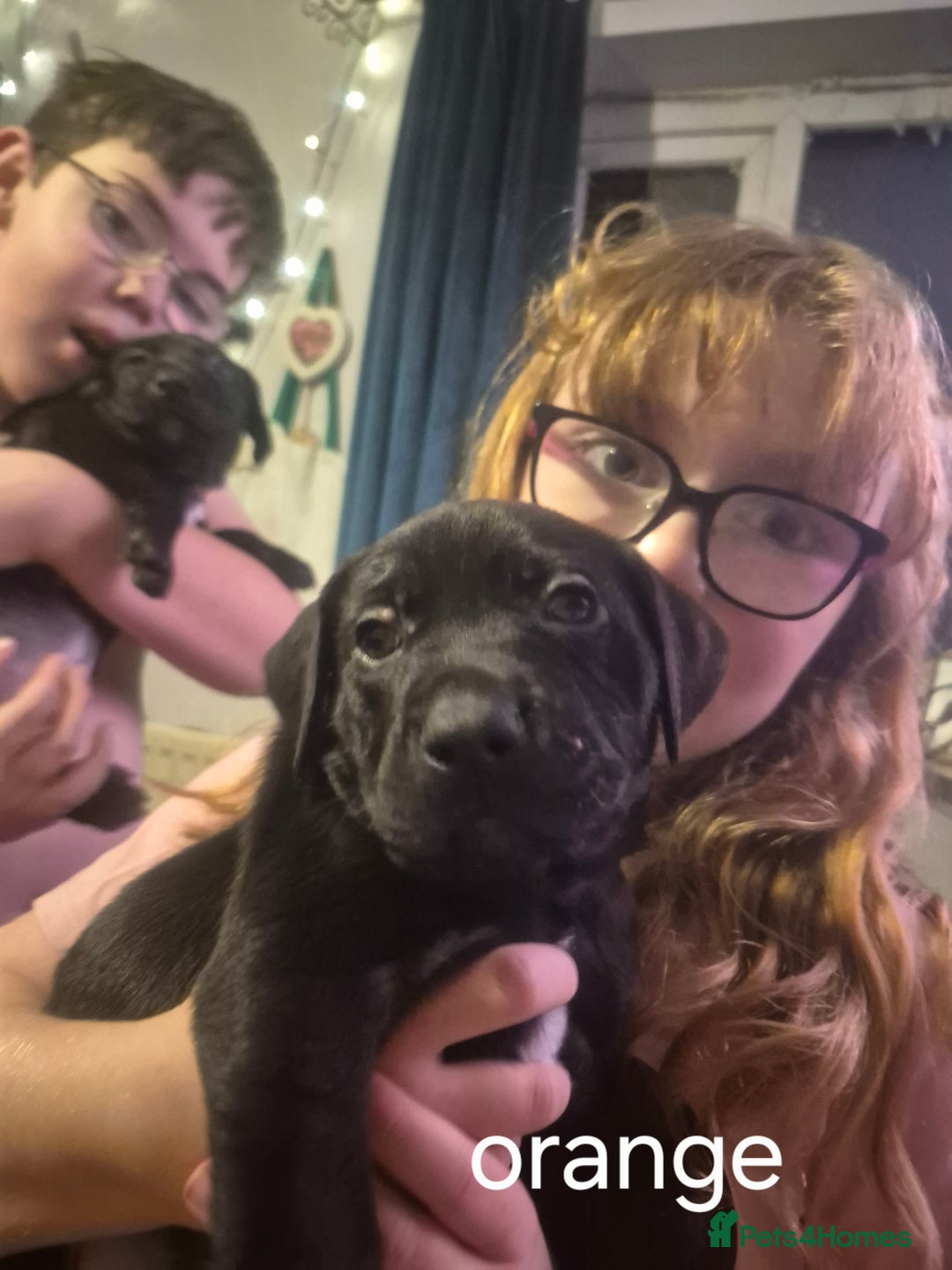 Mixed Breed dogs for sale: Staffy/border Collie/weimaraner mixed puppies - Advert 7