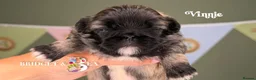 Pekingese dogs for sale: Fawn girl & boy kc reg licensed breeder - Advert 12